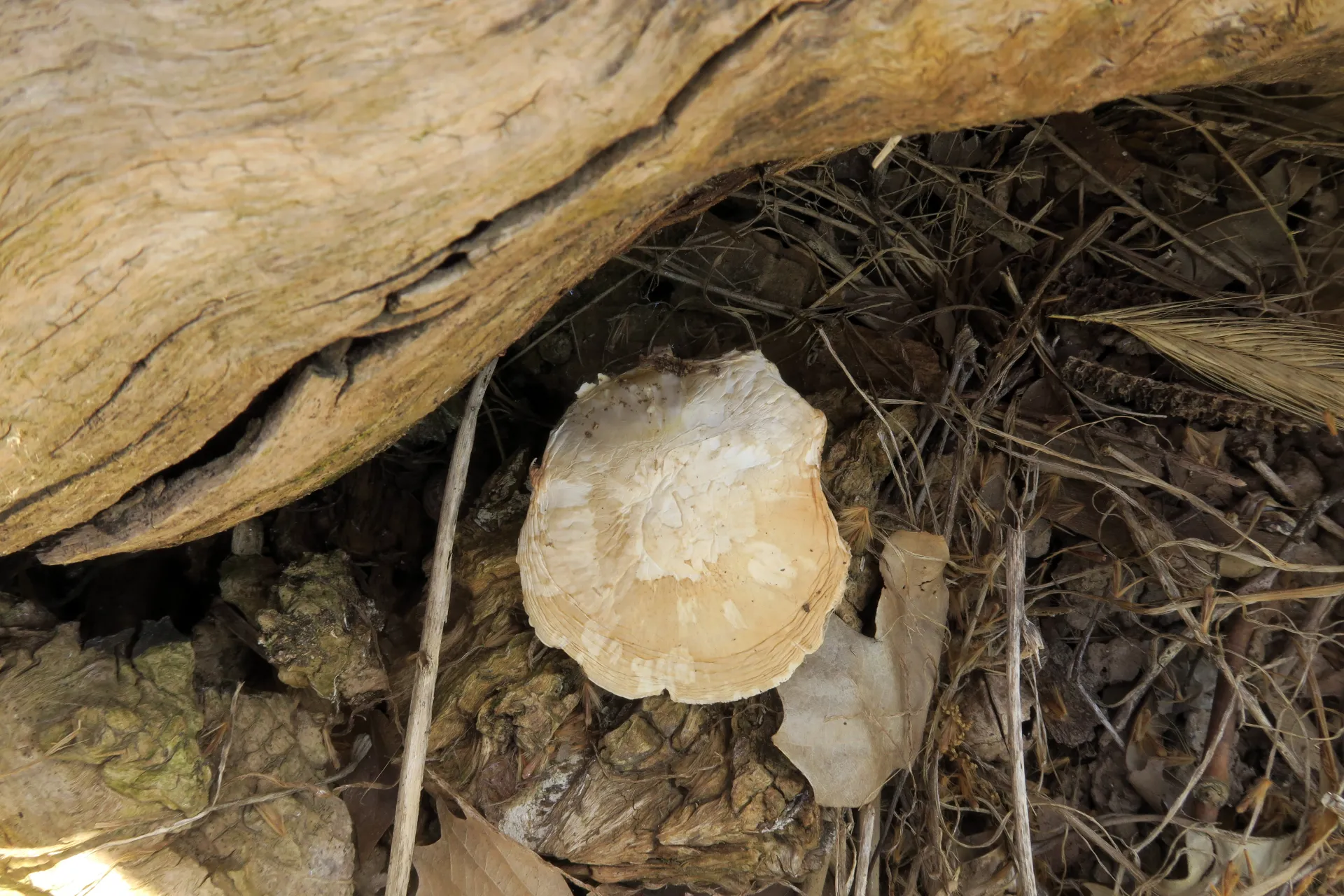 Pluteus petasatus - 1 - IMG_4129
